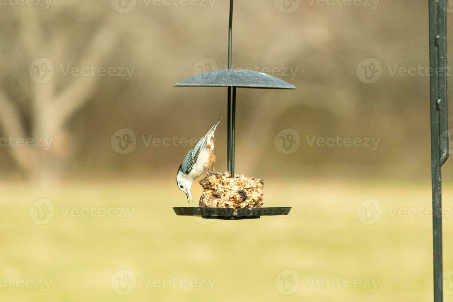 This cute little nuthatch came out to the birdseed cake for some food. This bird has a grey and black body with a white face. The food is hanging on a black metal stand. photo