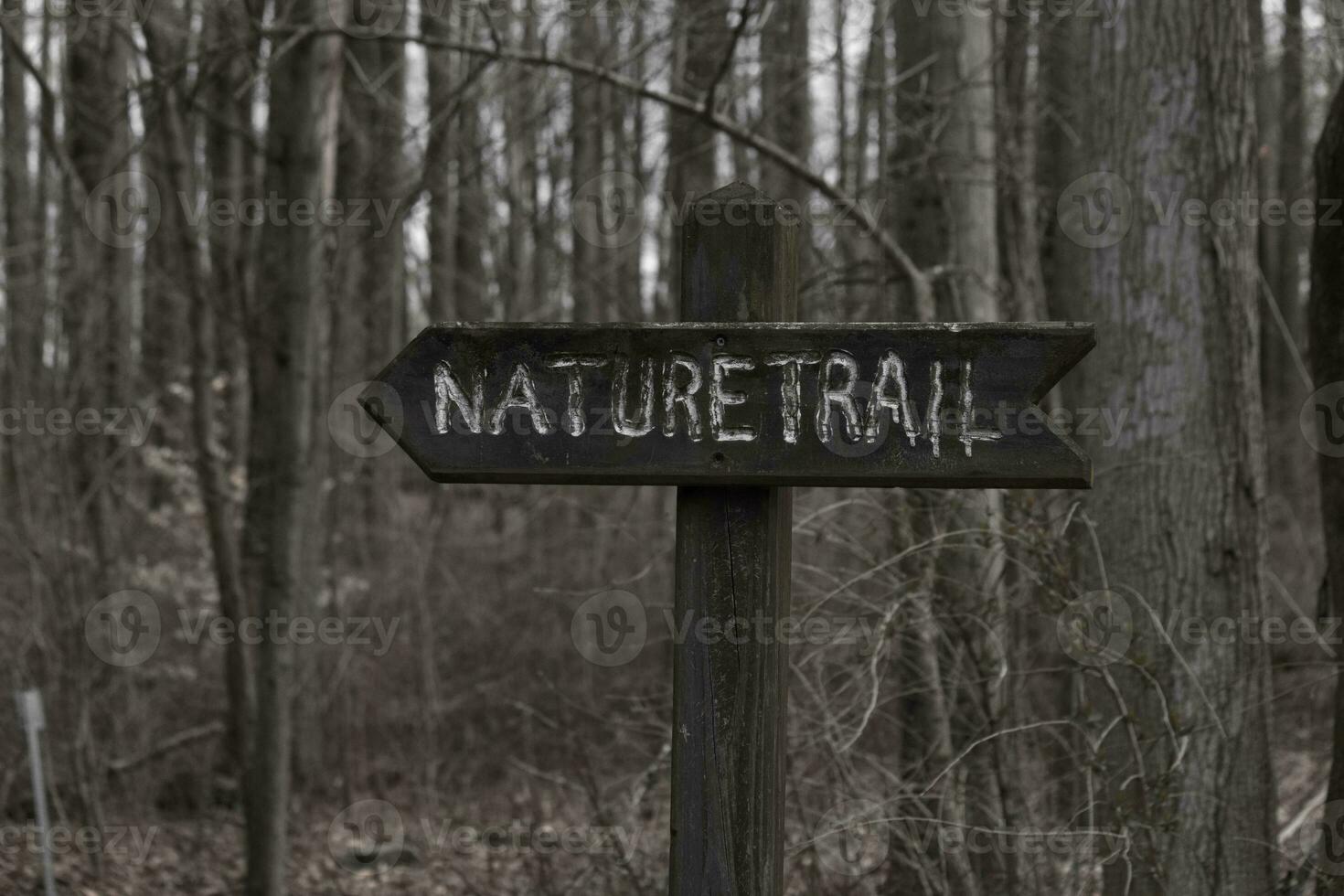 This sign in the woods marks the area of the trail. Helping to keep hikers from getting them lost and leading the way. The brown paint looks worn and chipping. The white letters standing out. photo
