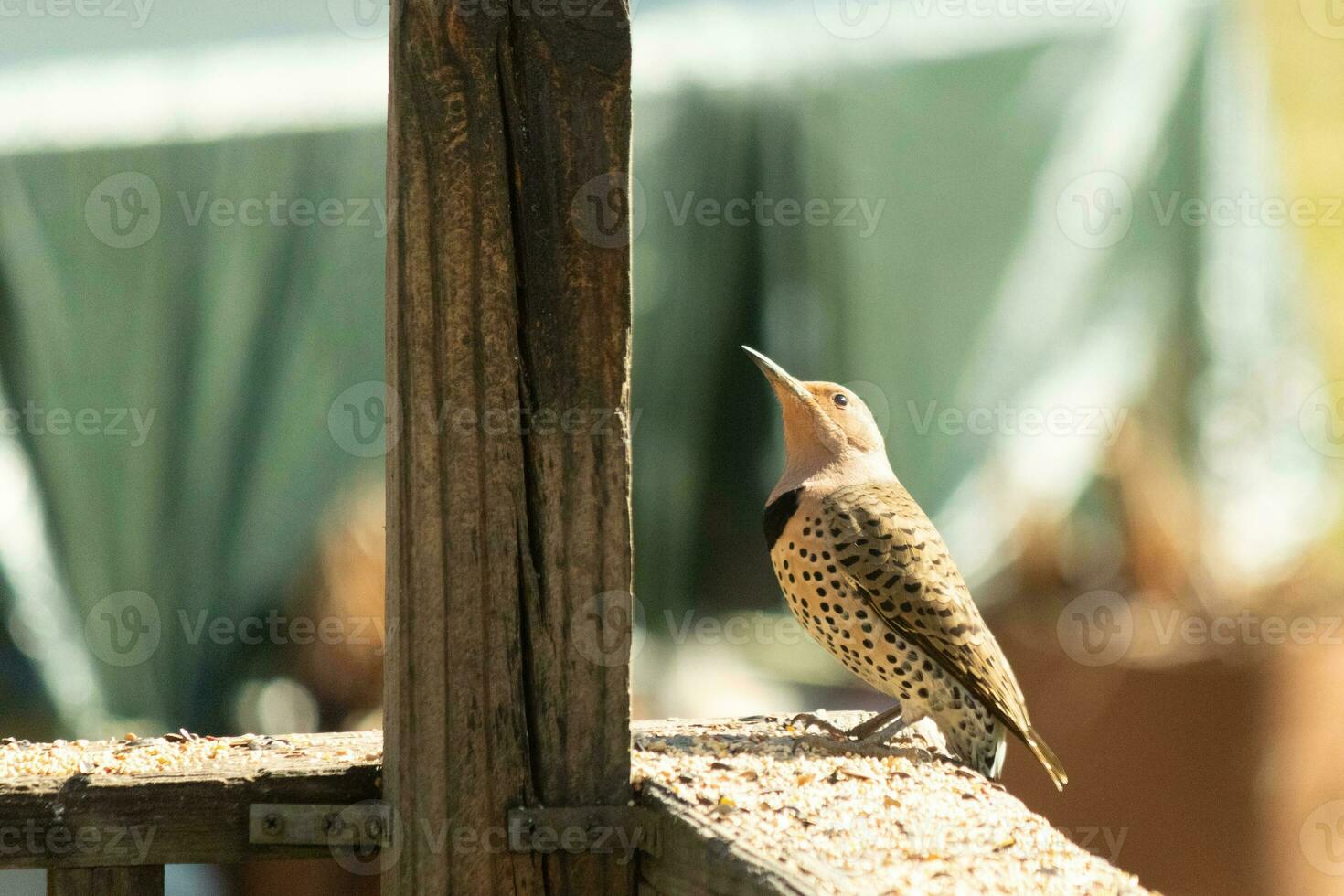 This beautiful northern flicker came out to this wooden post to get some food. The very colorful woodpecker is right below the suet cage. The black striped feathers on his back look pretty. photo