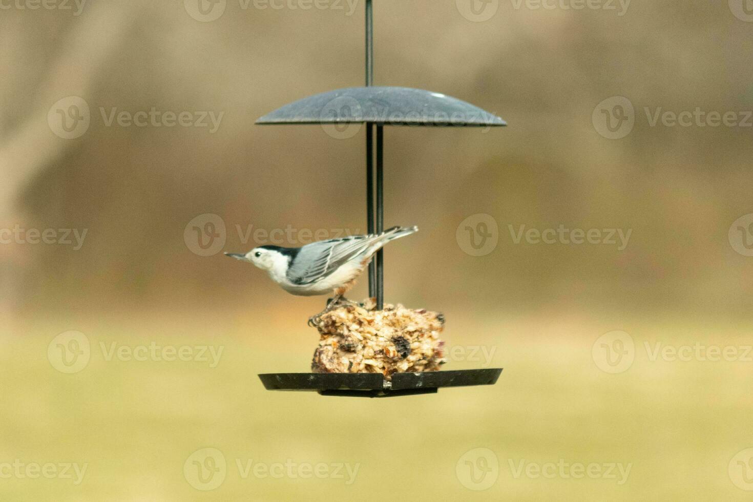 This cute little nuthatch came out to the birdseed cake for some food. This bird has a grey and black body with a white face. The food is hanging on a black metal stand. photo