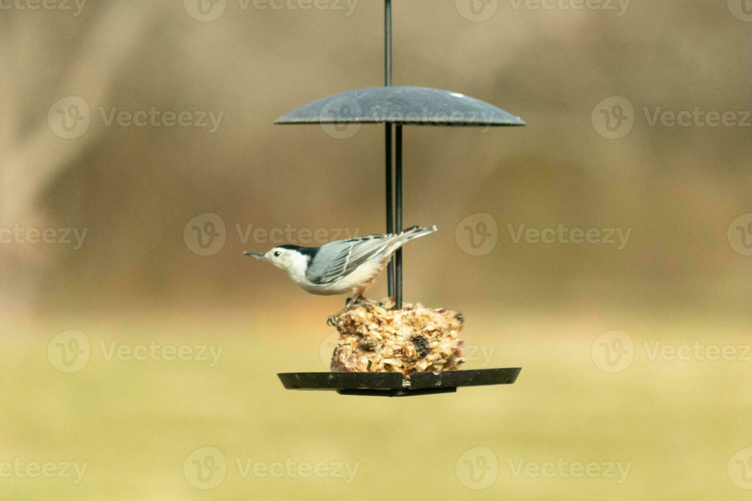 This cute little nuthatch came out to the birdseed cake for some food. This bird has a grey and black body with a white face. The food is hanging on a black metal stand. photo