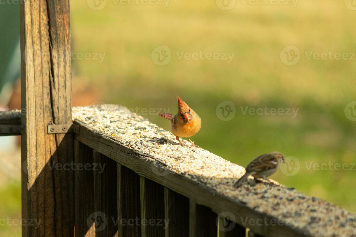 Female cardinal coming out to the wooden railing for birdseed. Her brown feathers are designed for camouflage as opposed to the bright red of the male. Her little orange beak pointed outward. photo