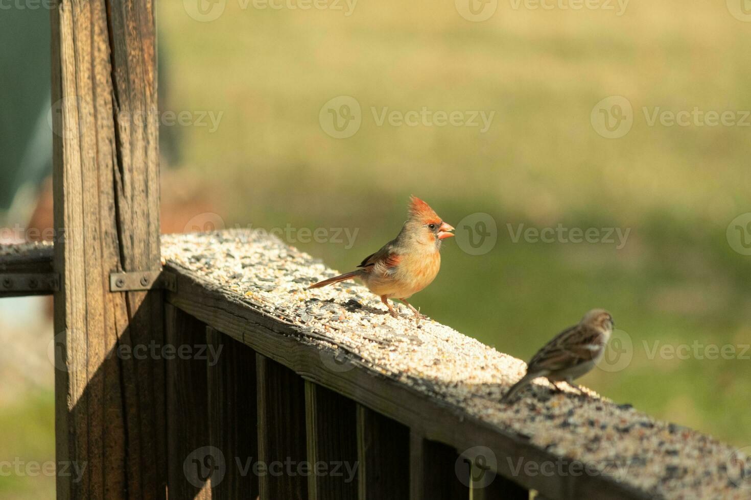 Female cardinal coming out to the wooden railing for birdseed. Her brown feathers are designed for camouflage as opposed to the bright red of the male. Her little orange beak pointed outward. photo