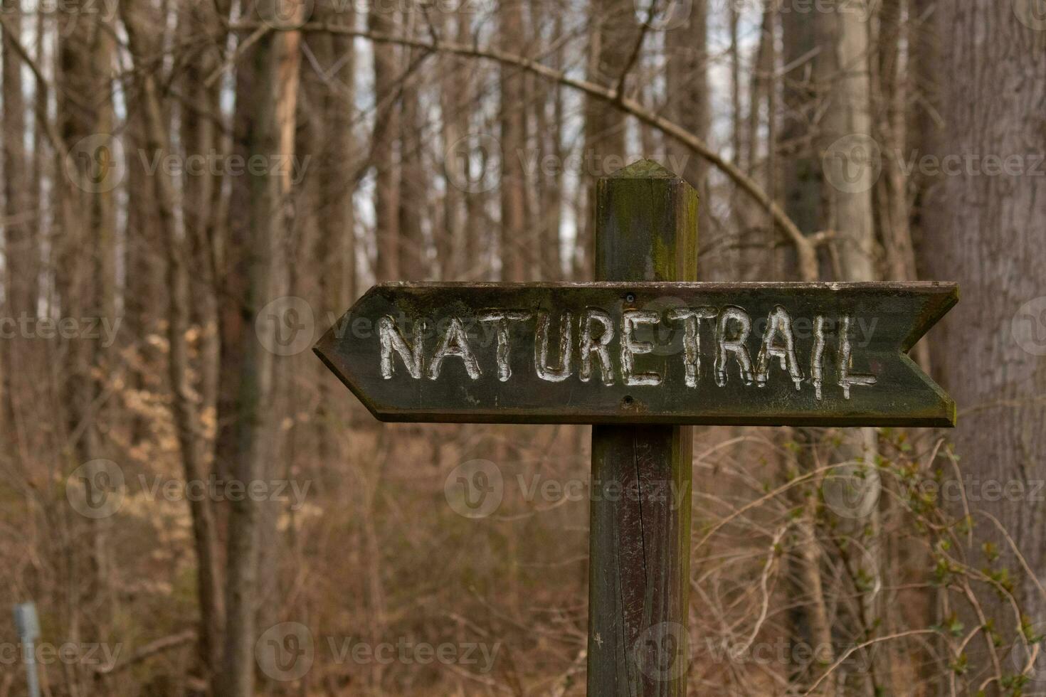 This sign in the woods marks the area of the trail. Helping to keep hikers from getting them lost and leading the way. The brown paint looks worn and chipping. The white letters standing out. photo