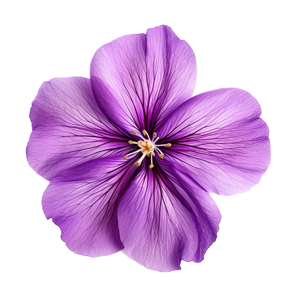 AI generated Violet flower isolated on Transparent background png