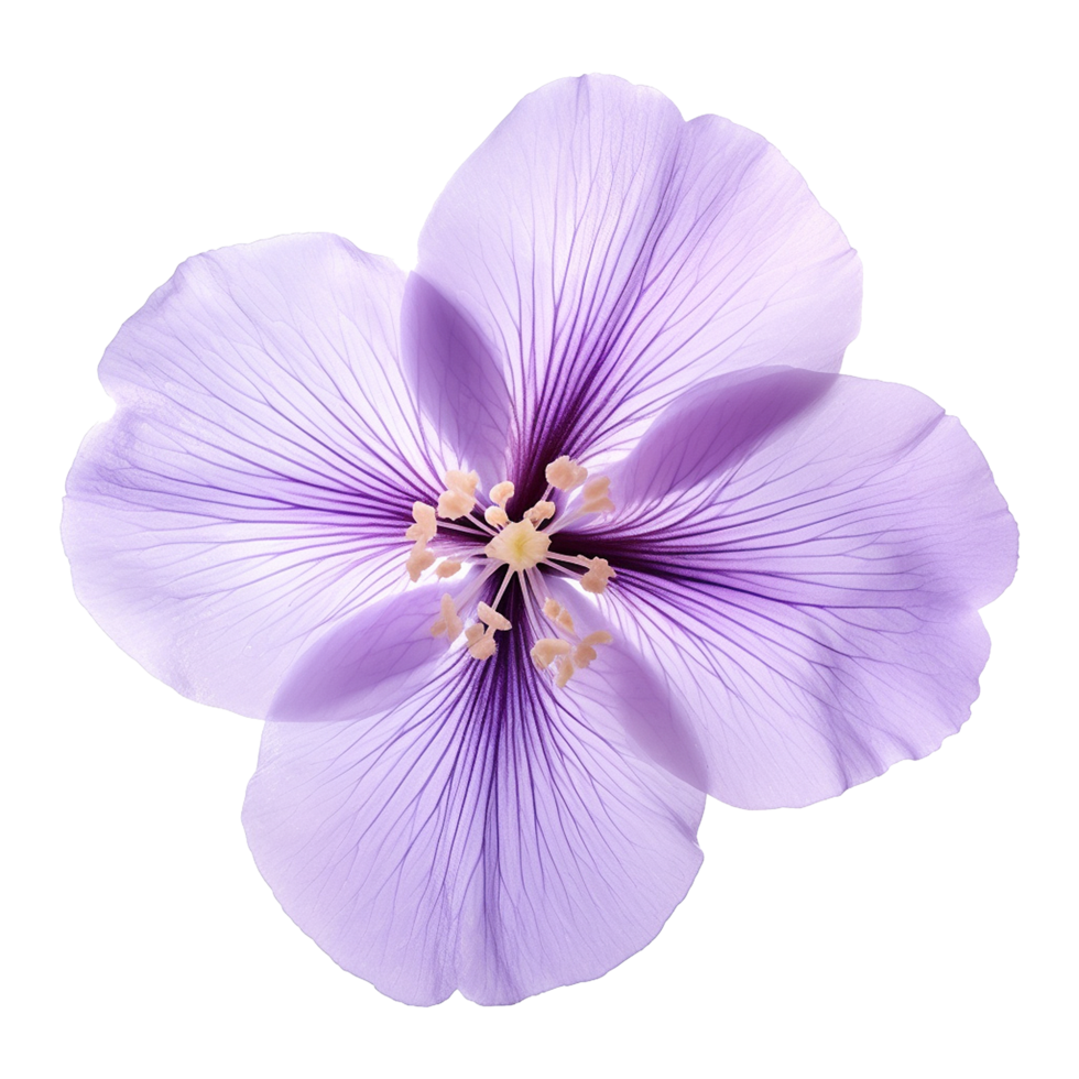 AI generated Violet flower isolated on Transparent background png