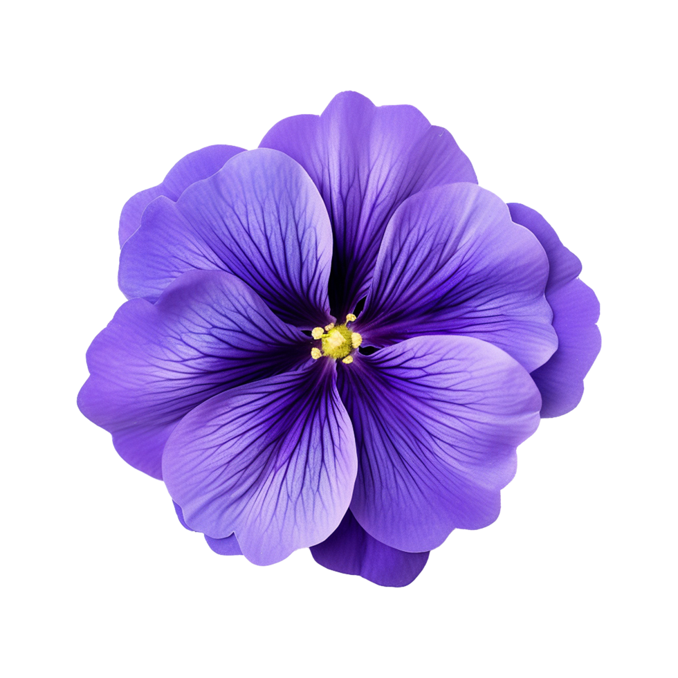 AI generated Violet flower isolated on Transparent background png