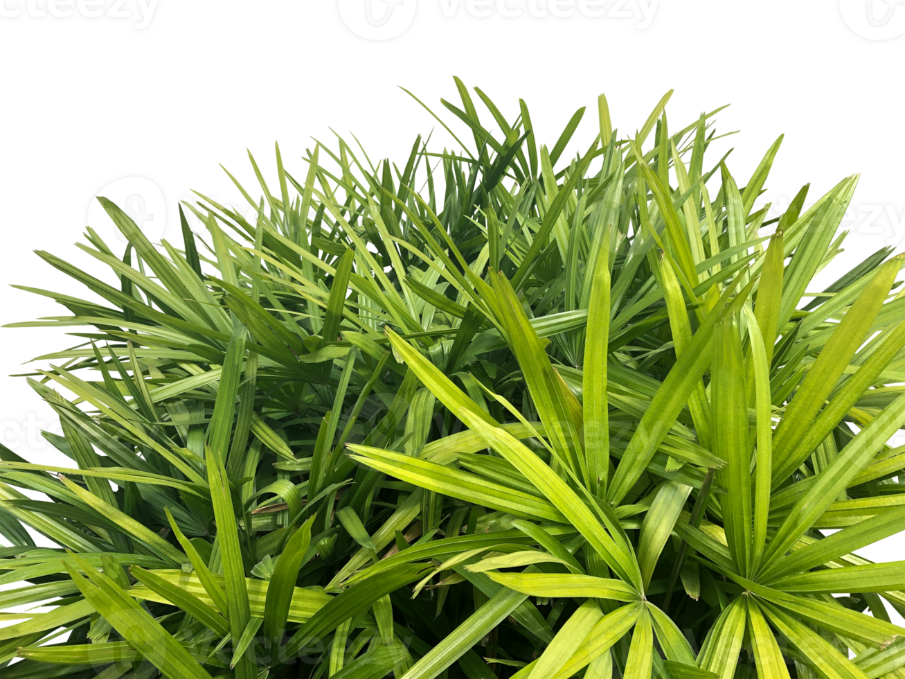 lady palm tree png