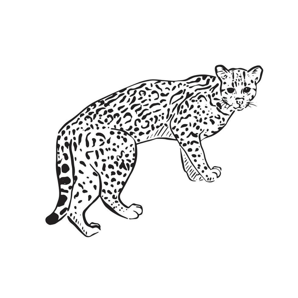 A line drawn black and white illustration of an ocelot, famous in south America and especially Mexico. vector