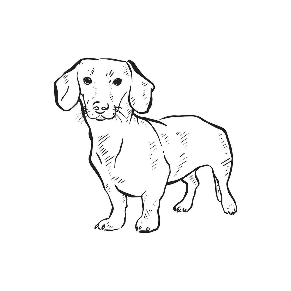 A line drawn Dachshund dog posing. Drawn by hand in a line drawn sketchy style with shading. Drawn on procreate using an Apple Pencil. vector