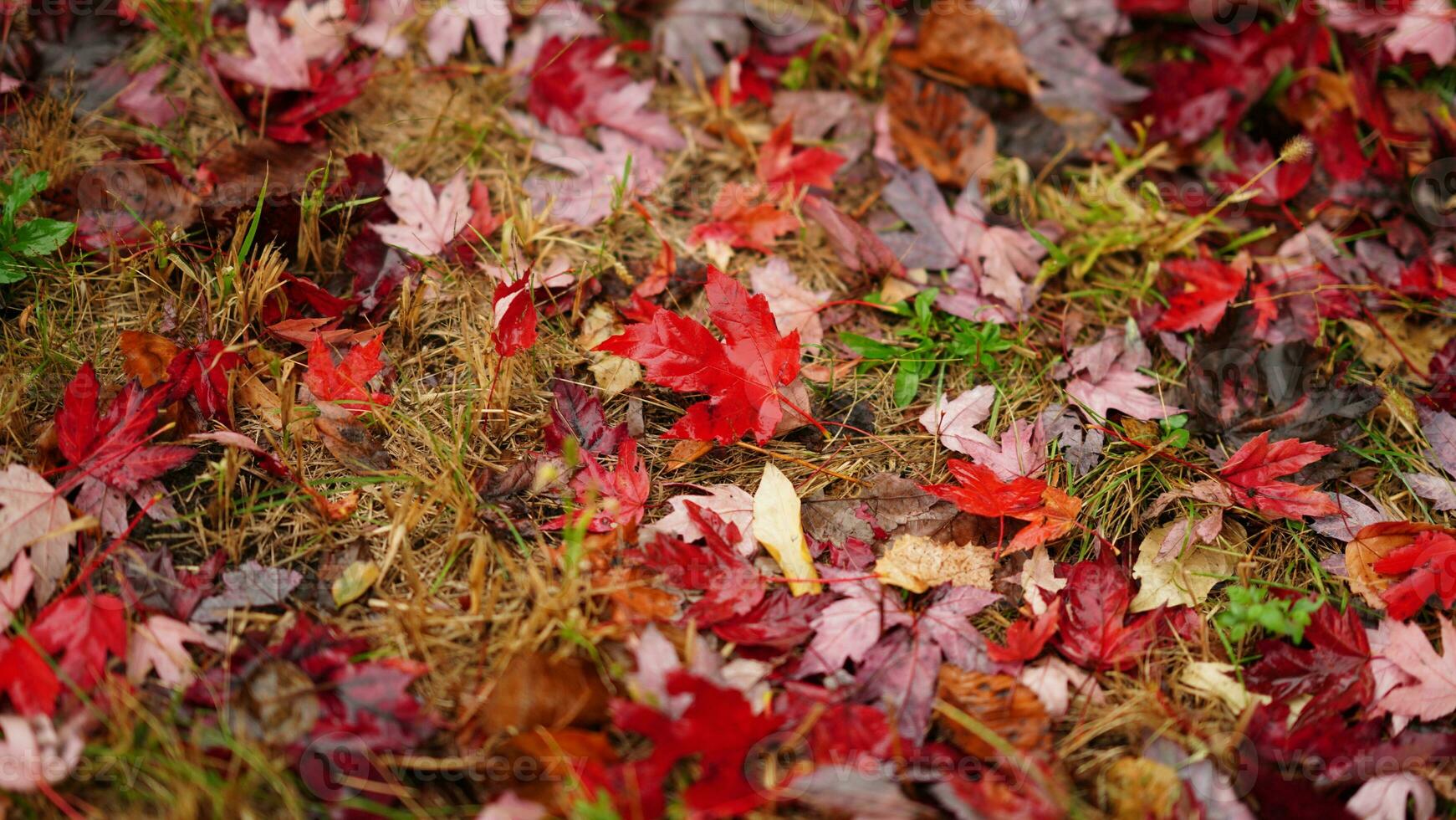 The dropped colorful autumn leaves on the ground in autumn photo