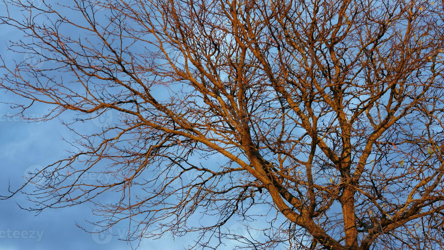 The autumn view with the full of red fruits on the tree photo