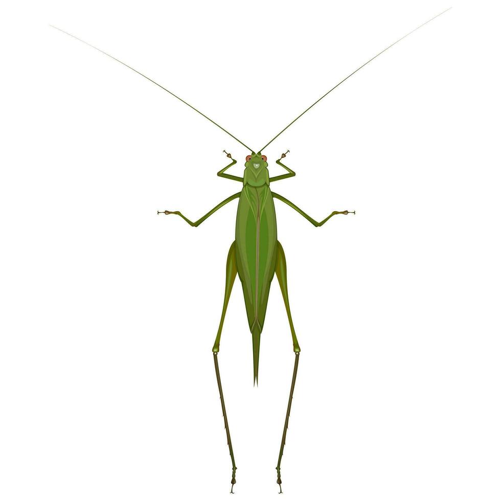 Isolated image of a green grasshopper on a white background vector