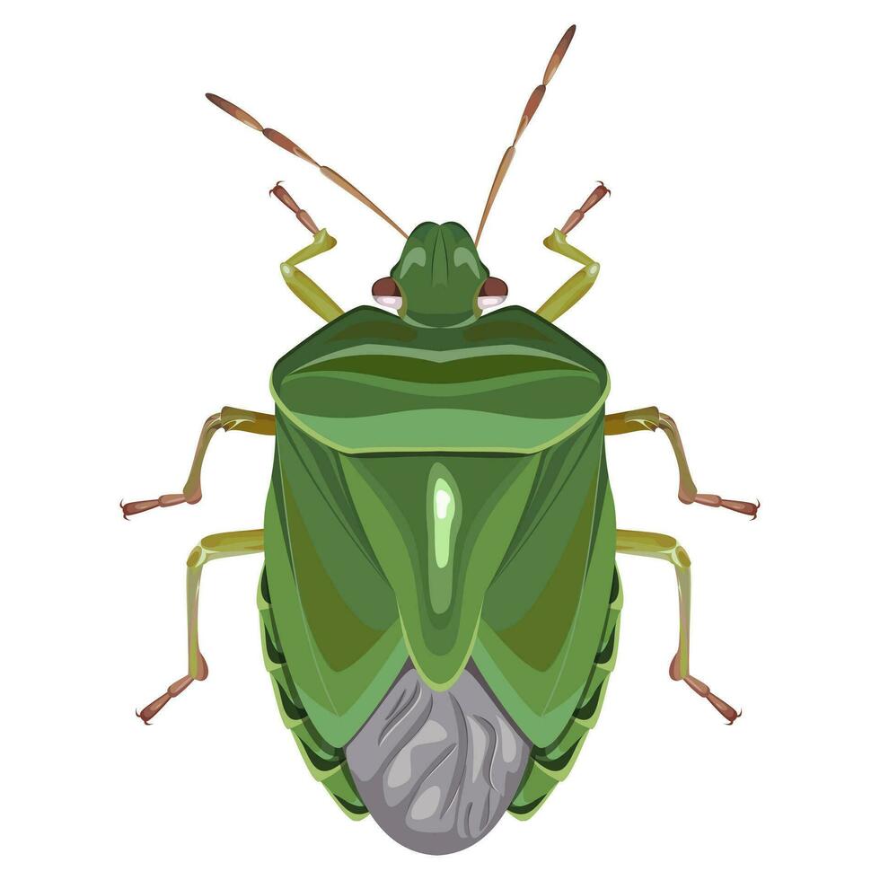 Isolated image of a green stink bug on a white background vector