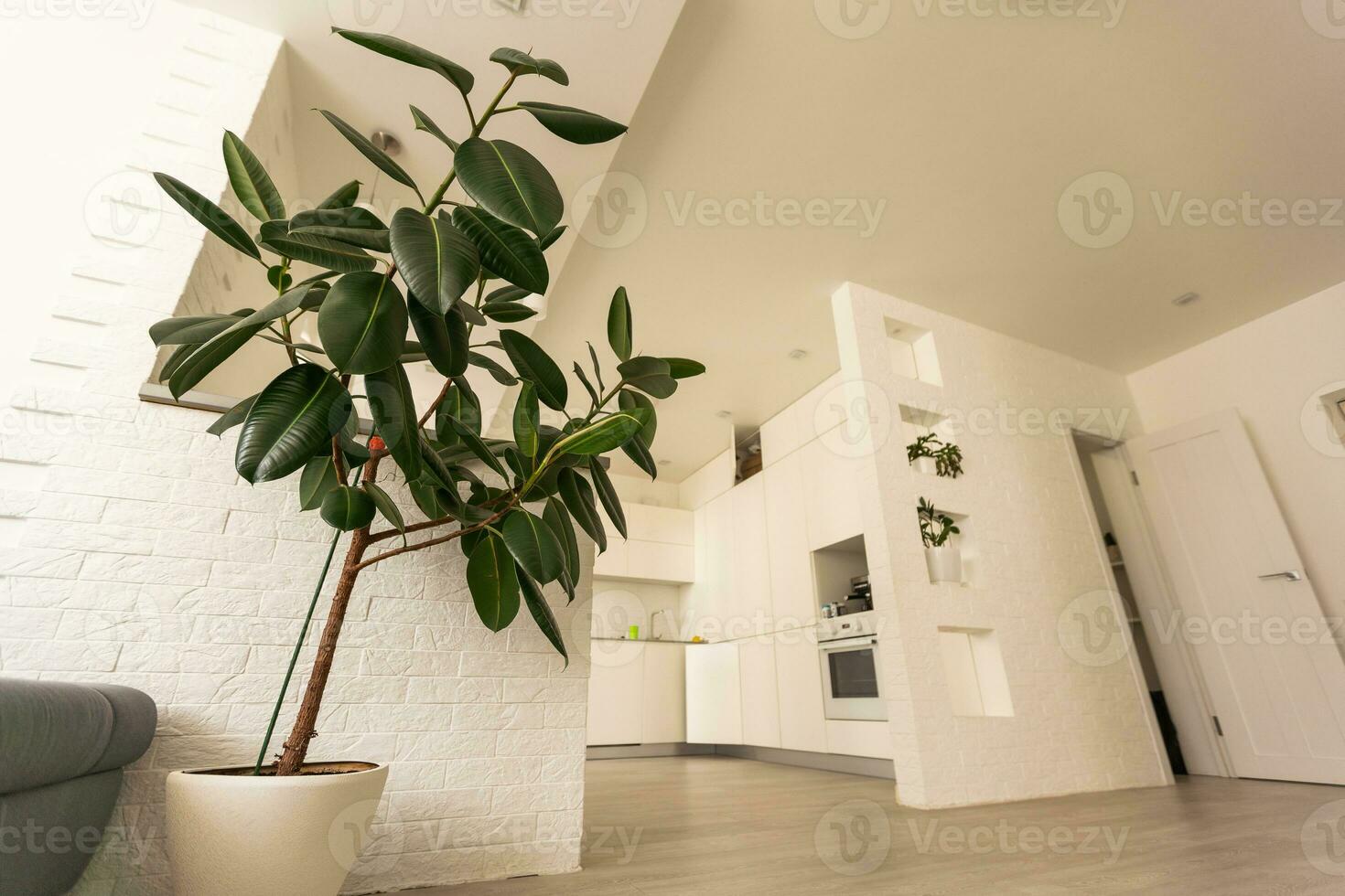 Green tropical plants in light room. Home decoration photo