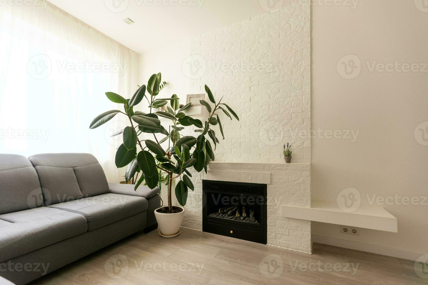 large green ficus in a pot on the floor photo