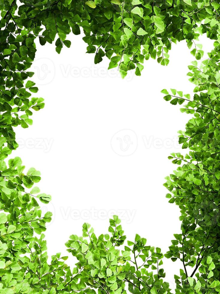 Greenery branches leaves frame border photo