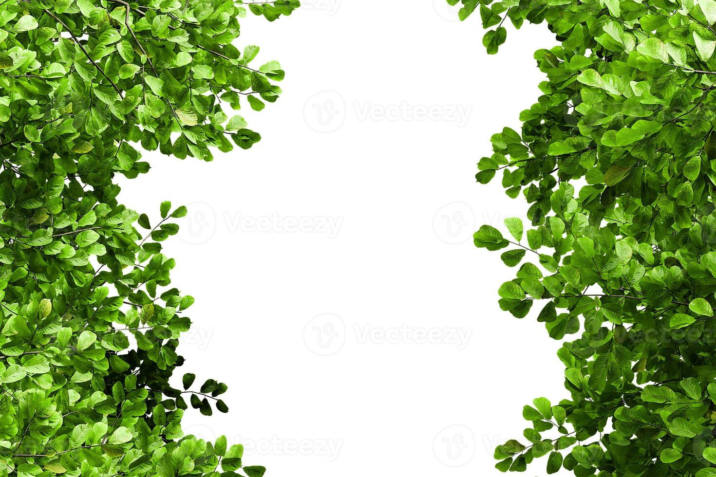 Greenery branches leaves frame border photo