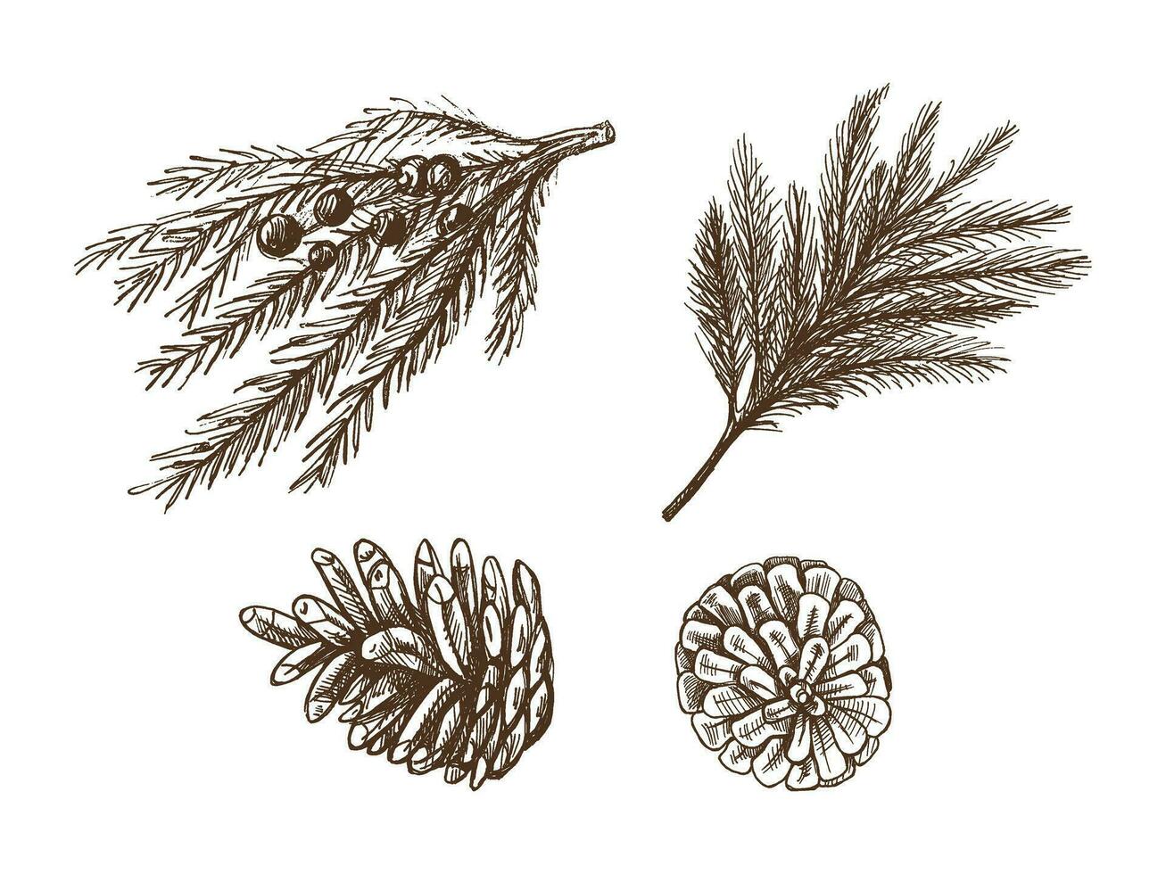 Hand-drawn sketch set of fir branches and pine cones isolated on white background. Christmas tree. Christmas spruce branch. Vector vintage cozy seasonal holidays. Object for christmas card.