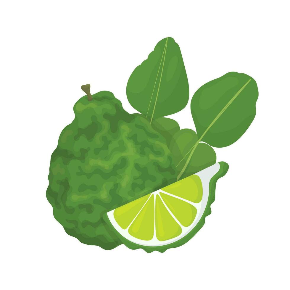 Bergamot and kaffir lime fruit, slice and leaves. Kaffir lime icon. Asian cuisine or cosmetics and medicine vector