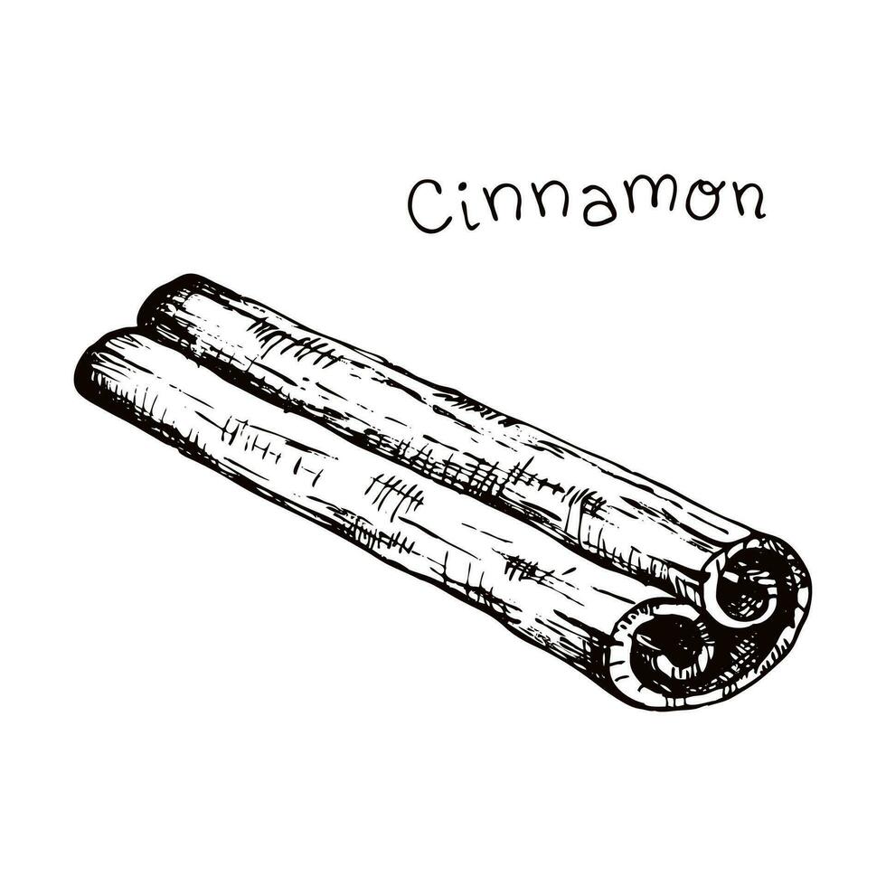 Cinnamon. Hand drawn sketch ingredient for cooking and aromatherapy or mulled wine. Spices for menu cafe and bar, wrapping paper or product packaging, banner for food blog or cards. vector