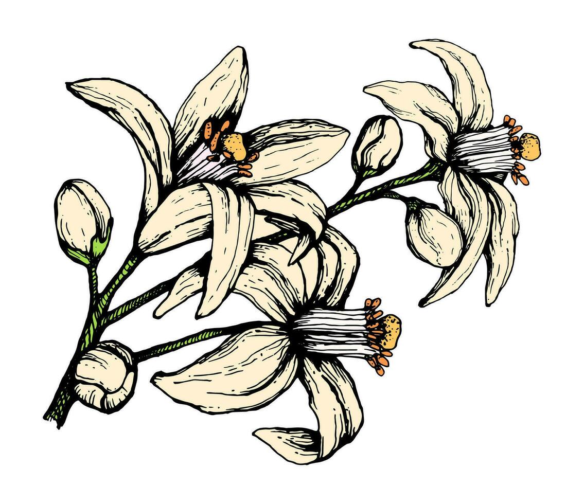 vector ilustración de naranja flor dibujado a mano lineal dibujo en color. Tres grande naranja árbol flores para embalaje, aromaterapia, vela o aroma petróleo