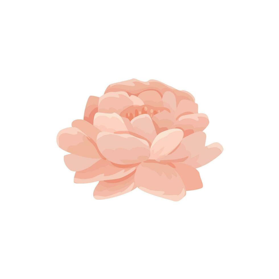 Vector illustration of a single gentle pink peony flower. Bud for decorating cards and invitations, website or flower and plant store