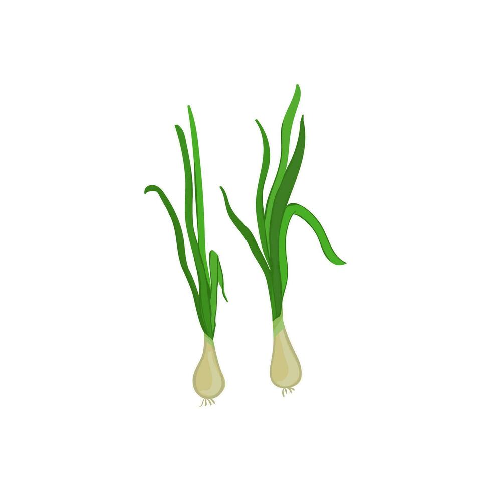 Vector illustration with 2 fresh spring green onions. Organic farm product for a healthy diet. packaging, labels on the market, price tags