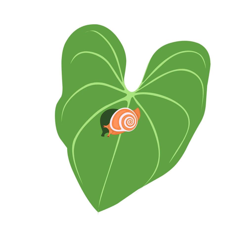 Snail vector. Snail on green taro leaves. Vector Snail with black shadow isolated on white background.