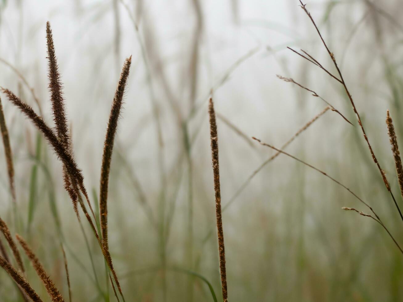 Wild grass in the landscape with little depth of field AI Generative photo