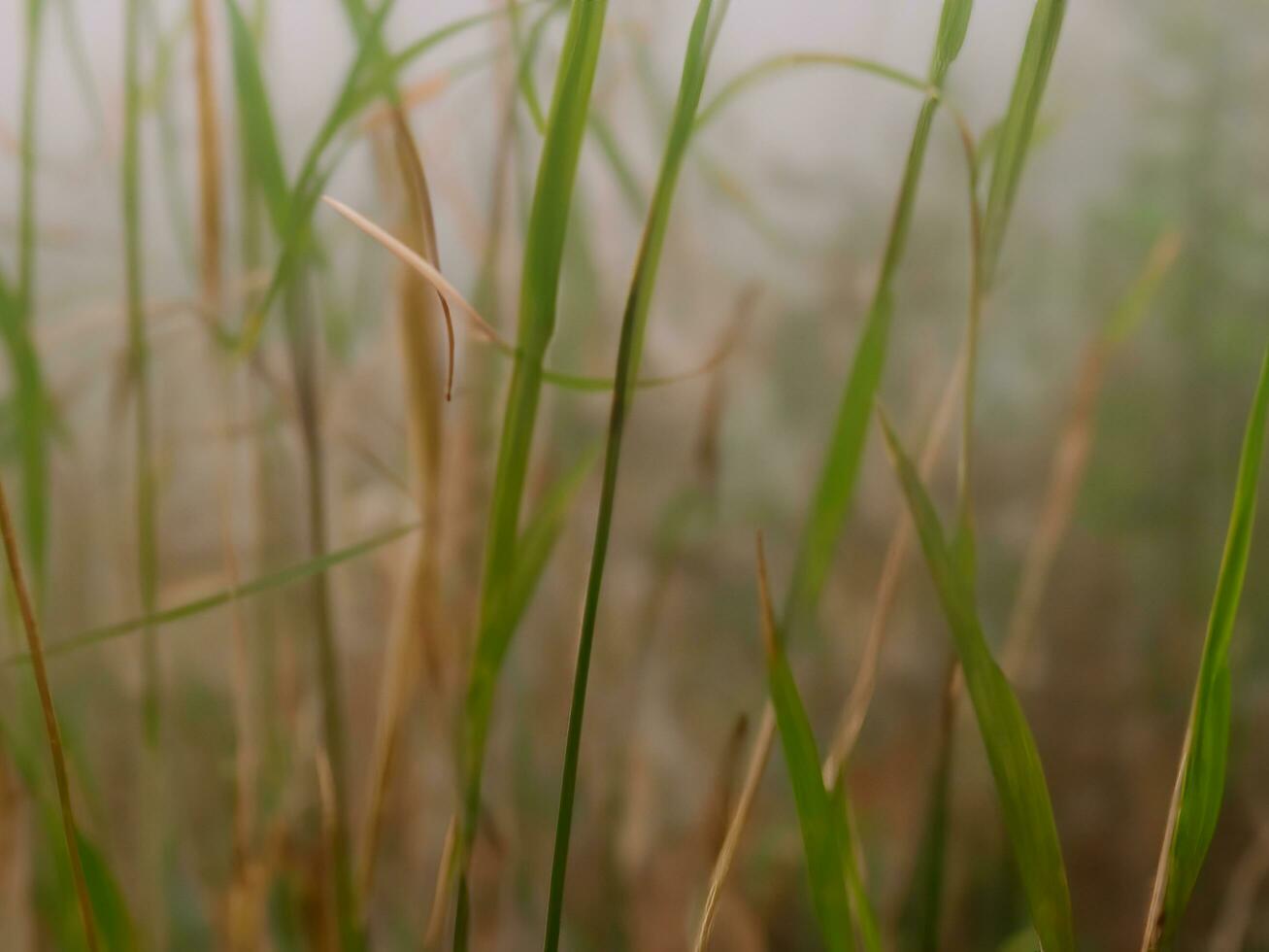 Wild grass in the landscape with little depth of field AI Generative photo