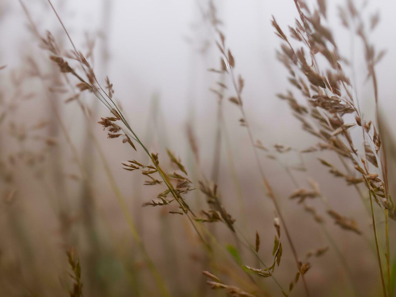 Wild grass in the landscape with little depth of field AI Generative photo