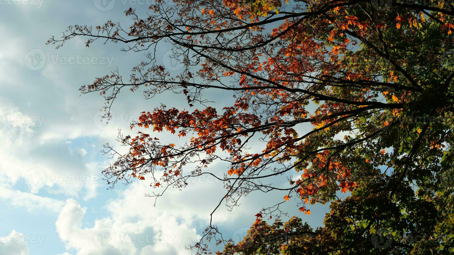 The colorful and beautiful leaves on the trees in autumn photo