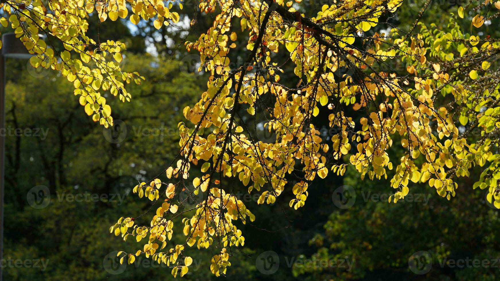 The colorful and beautiful leaves on the trees in autumn photo