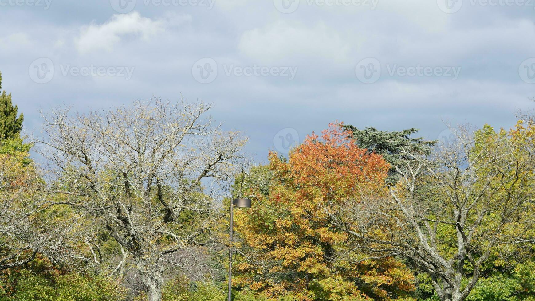 The colorful and beautiful leaves on the trees in autumn photo