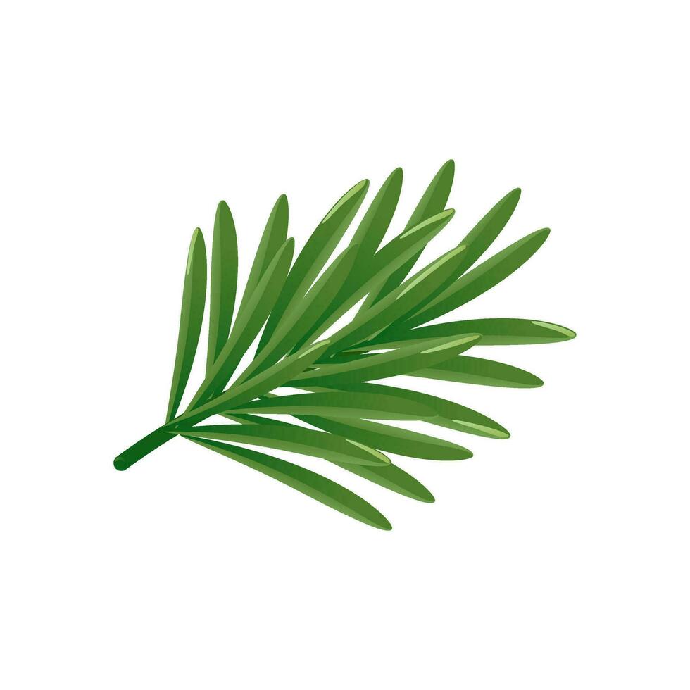 Spruce, pine branch, fir leaf vector illustration isolated on white background. Detailed decoration Christmas botanical element for holiday patterns, wreathes, frames, packaging, design