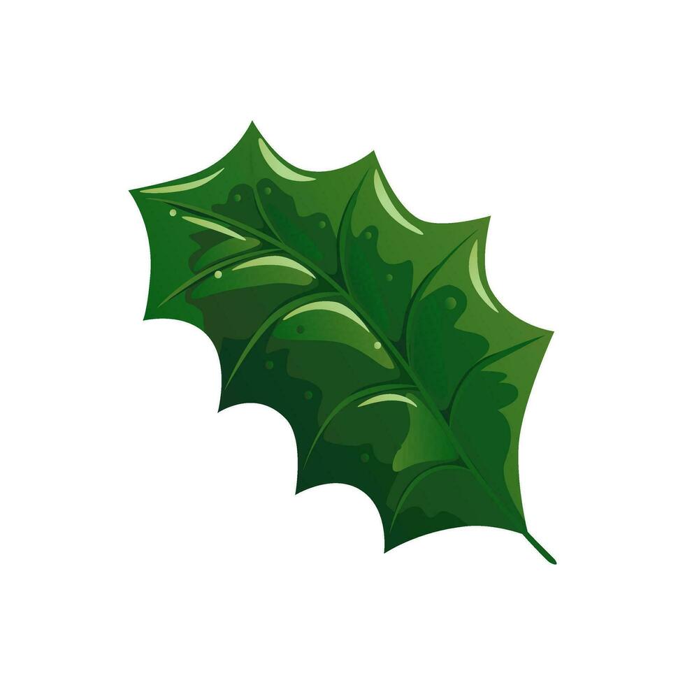 Green Holly leaf vector illustration isolated on white background. Detailed decoration botanical element for holiday patterns, wreathes, frames, packaging, designs. Bright tree fallen leaf foliage