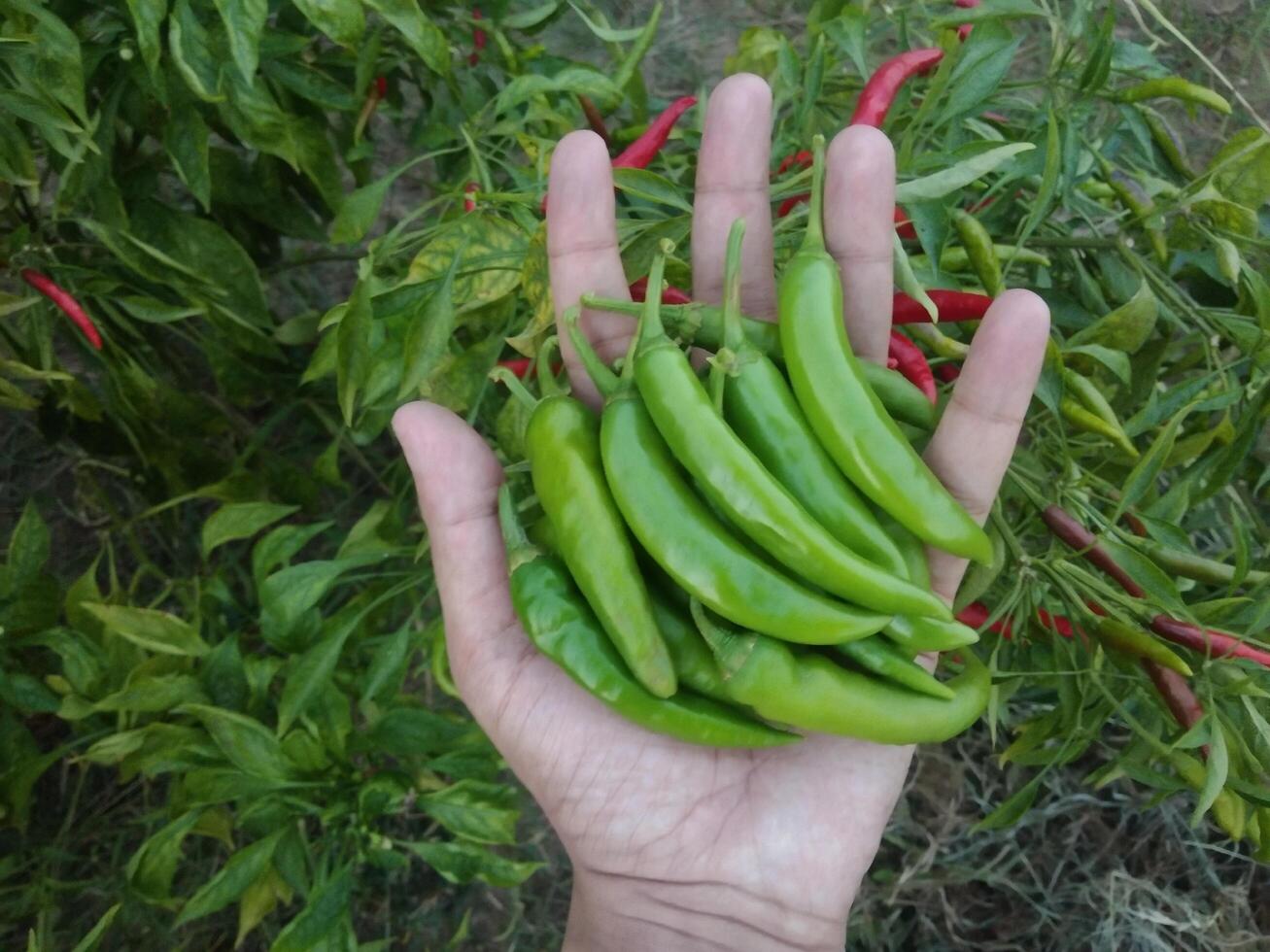 fresh green chili pepper on Hands photo