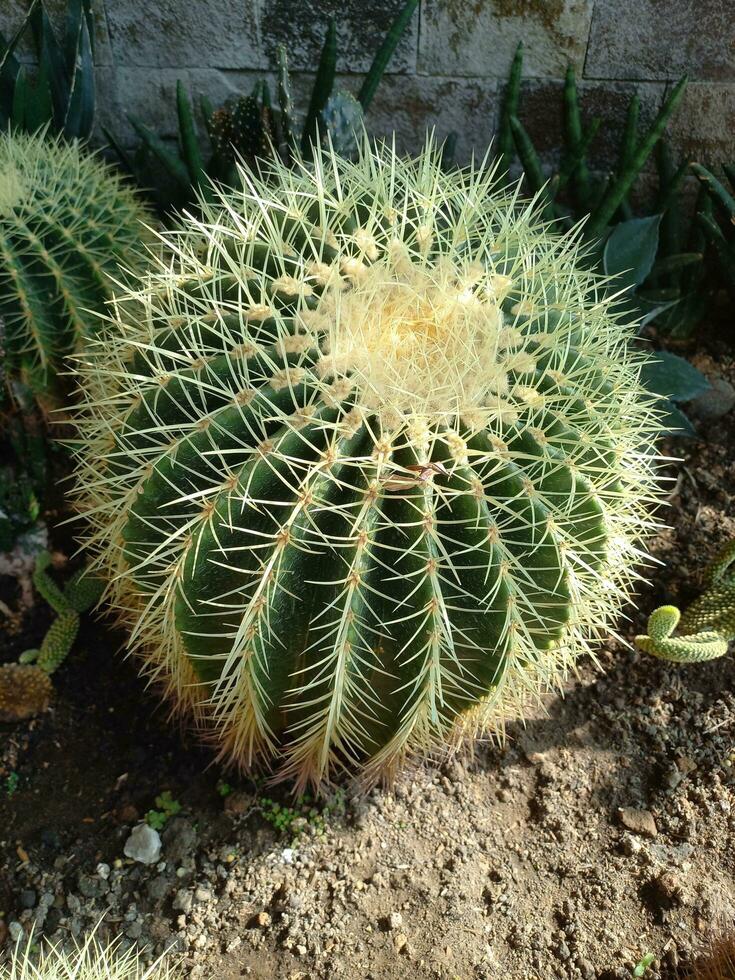 a cactus tree that grows large and is covered in thorns in the yard of a house photo