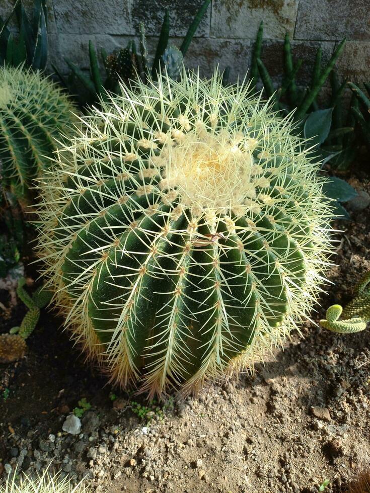 un cactus árbol ese crece grande y es cubierto en espinas en el yarda de un casa foto