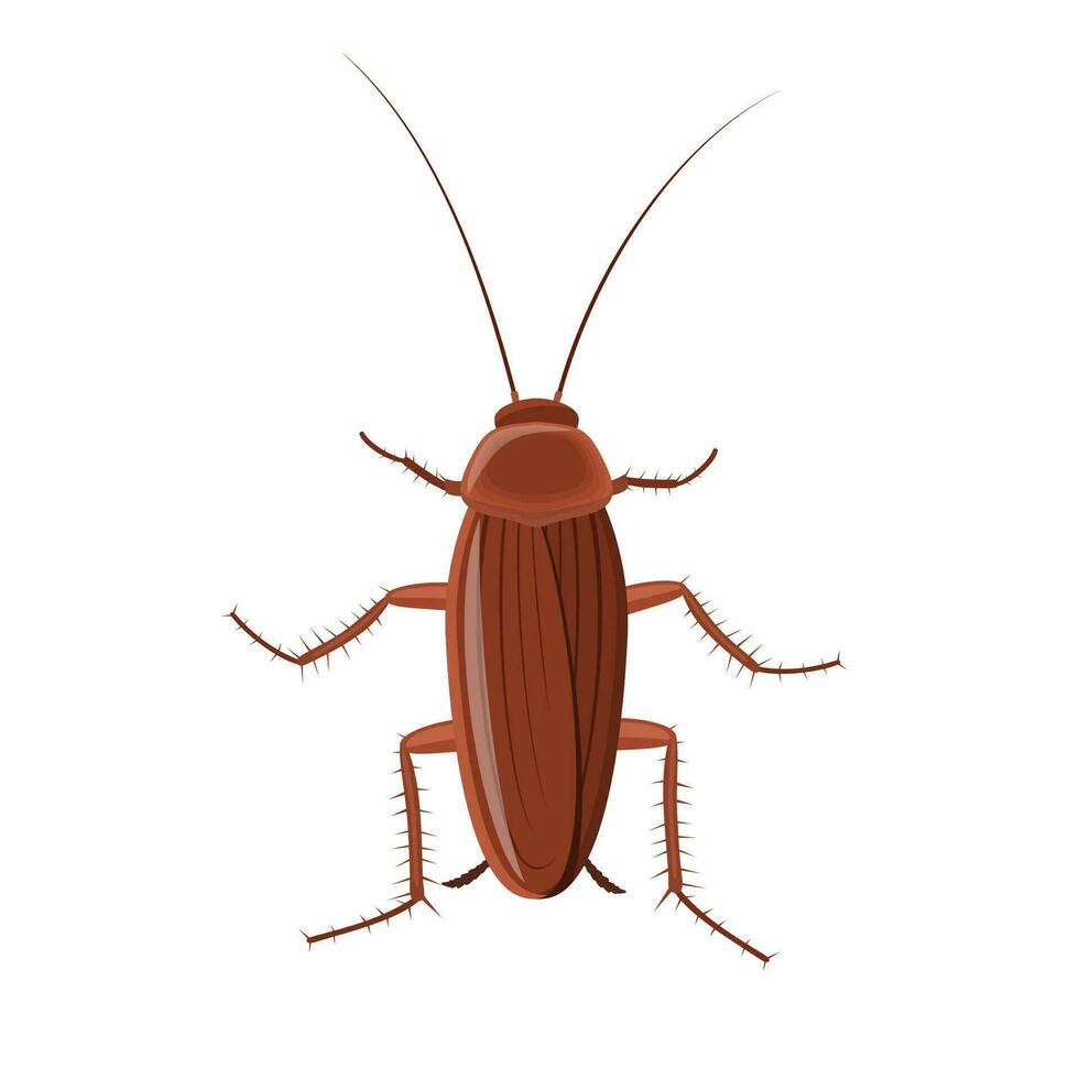 Cockroach insect isolated on white background, Pest bug icon top view. Flat body parasite pollution, roaches vector illustration.