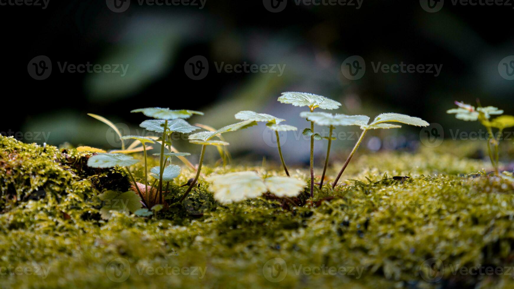 Close up of small plants in forest in sunny weather photo