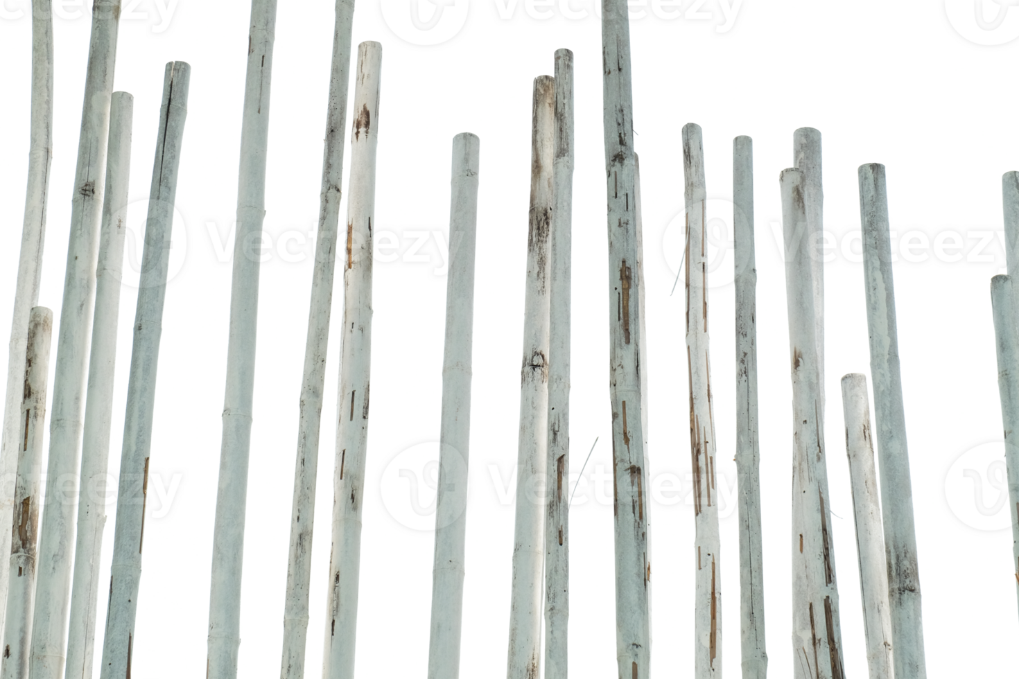 Bamboo logs painted white are arranged as decorations isolated transparent background png
