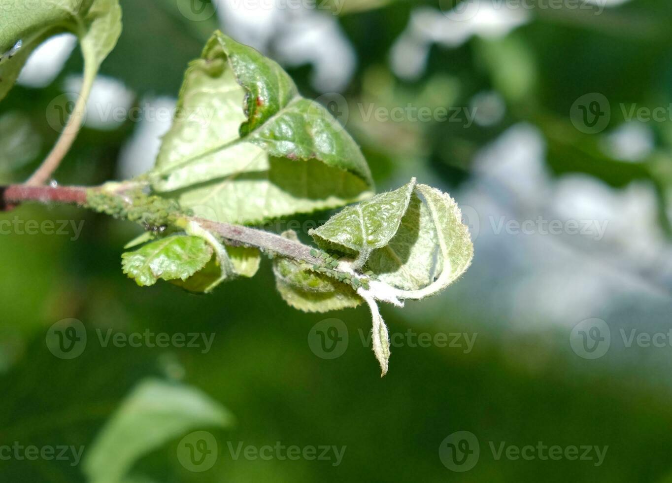 de cerca de áfido colonia - aphididae y hormigas - en aple árbol hoja. macro foto de insecto parásito - planta piojos, pulgón, mosca negra o mosca blanca - succión jugo desde planta.