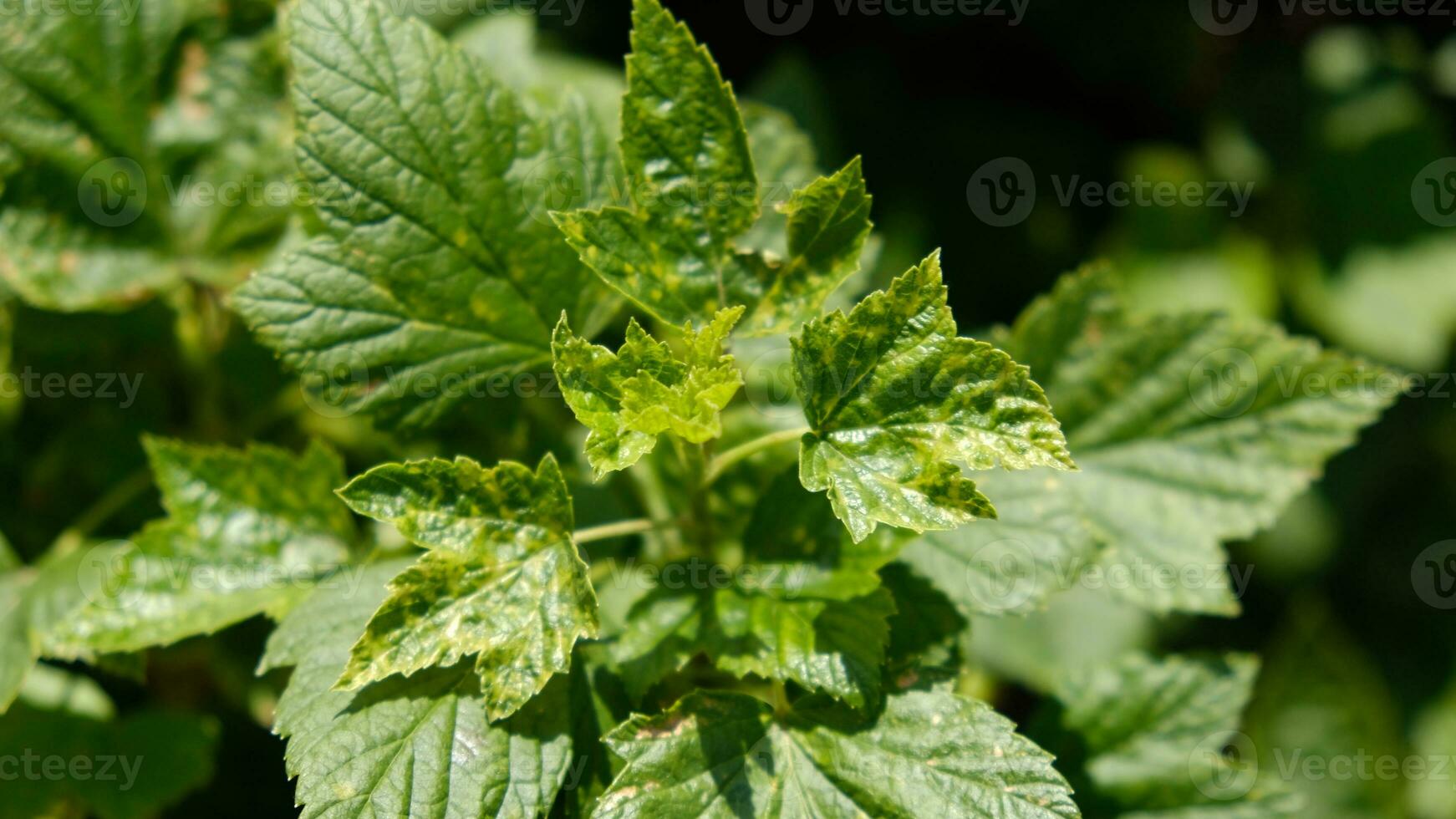 Currant leaves damaged by fungal diseases or insect pests. Deficiency or excess of elements and microelements of plant nutrition, disease. photo