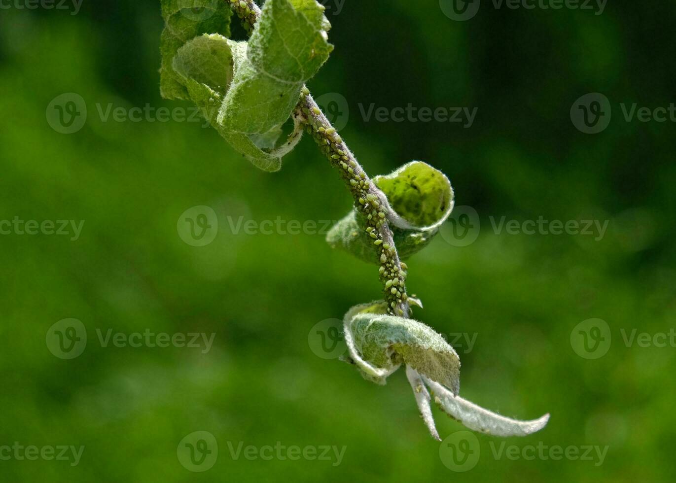 de cerca de áfido colonia - aphididae y hormigas - en aple árbol hoja. macro foto de insecto parásito - planta piojos, pulgón, mosca negra o mosca blanca - succión jugo desde planta.