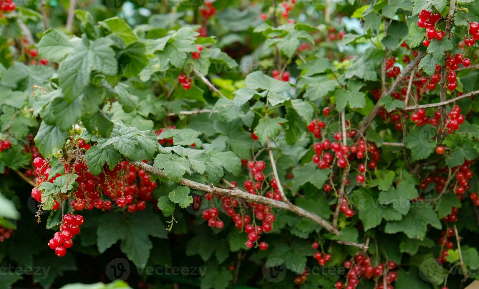 Clusters of ripe red currants hang on a bush. Healthy food concept. Growing plants and berries in the garden. The berries of red currant as a nutrition with vitamins for vegan. photo