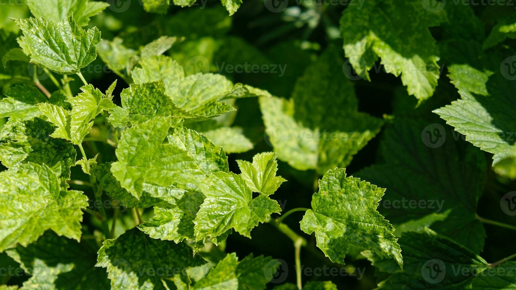 Currant leaves damaged by fungal diseases or insect pests. Deficiency or excess of elements and microelements of plant nutrition, disease. photo