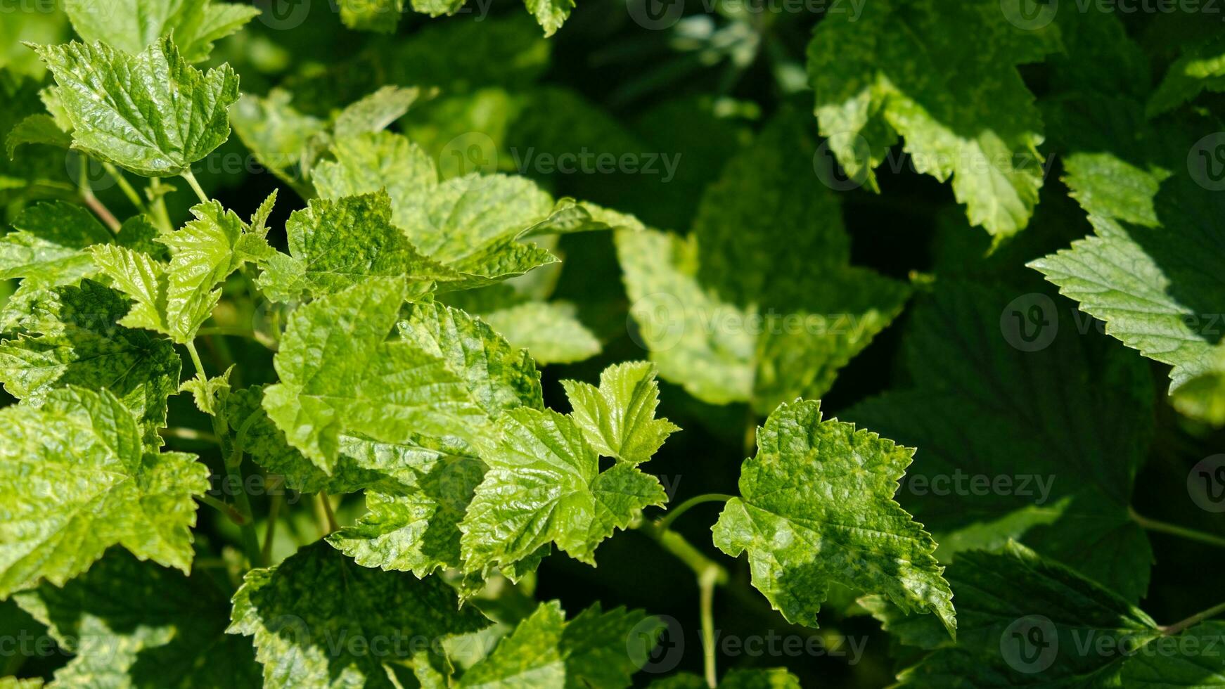 grosella hojas dañado por hongos enfermedades o insecto plagas deficiencia o exceso de elementos y microelementos de planta nutrición, enfermedad. foto