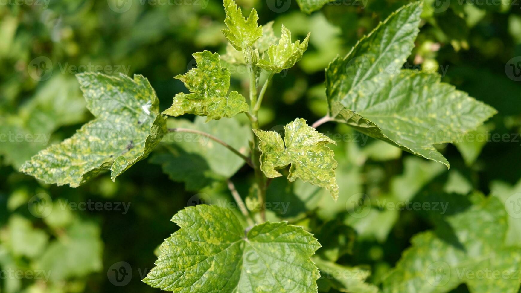 Currant leaves damaged by fungal diseases or insect pests. Deficiency or excess of elements and microelements of plant nutrition, disease. photo